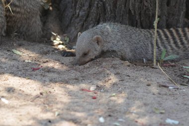Şirin mirket habitatında dinleniyor.