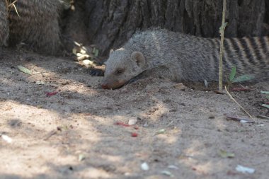 Hayvanat bahçesindeki bir köpeğin yakın plan fotoğrafı.
