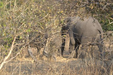 Güney Afrika 'daki Kruger Ulusal Parkı' ndaki fil.