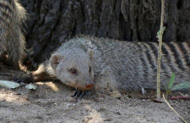 Parkta şirin bir firavun faresinin yakın çekimi.