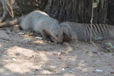 Parktaki tatlı mirket.