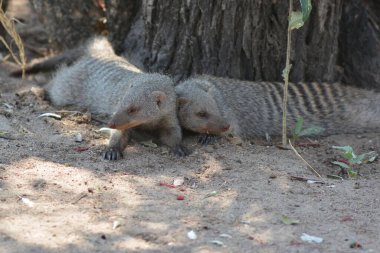 Şirin dağ sıçanı yerde yatıyor.