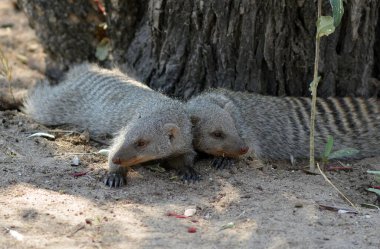 doğada vahşi hayvanlar