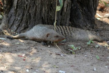 Parkta şirin bir sincap.