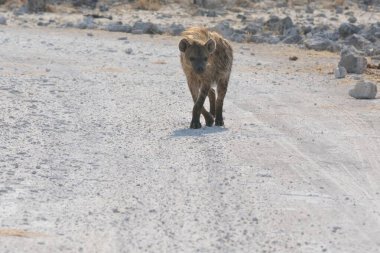 Kuru toprakta yürüyen deve.