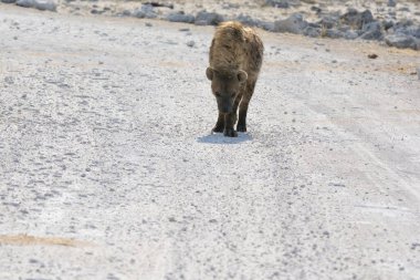 Gündüz vakti çölde sevimli bir devenin yakın çekimi.