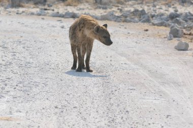 Çöldeki şirin bir aslanın yakın plan fotoğrafı.