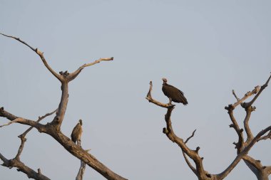 Bir kuş ağaç dalında oturuyor.
