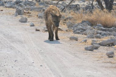 Afrika savanındaki vahşi Afrika aslanı.