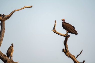 Ulusal parkta siyah taçlı bir boynuzlu kartal.