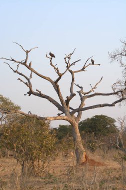 Kenya Afrika 'daki savanda bir ağaç