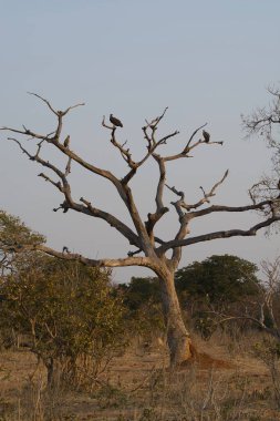 Ormanda kuşlarla dolu bir ağaç