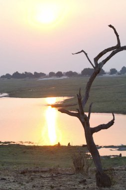 Güzel bir gün batımının dikey görüntüsü. Bir ağaç ve suyun yansıması.