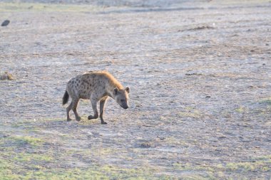 Ormanda yaban domuzu