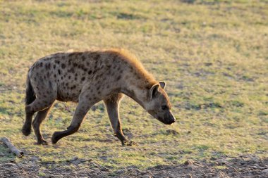 Savanda yürüyen bir sırtlanın dikey görüntüsü.