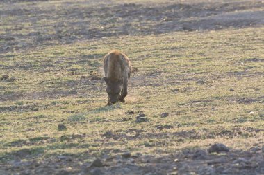 Ormanda yaban domuzu