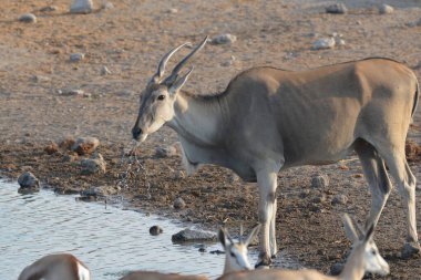 Savanadaki suda bir geyiğin güzel bir fotoğrafı.