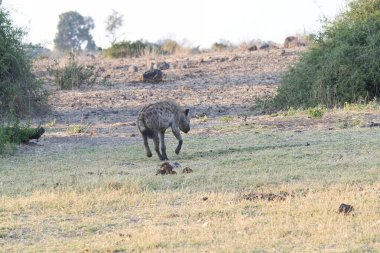 Parktaki genç aslan