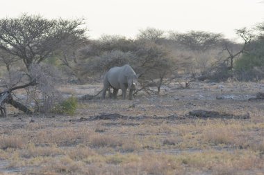 Bir zebra sürüsü bozkırda otluyor.