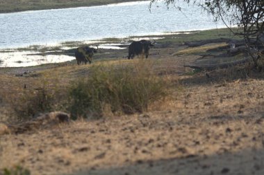 Afrika bozkırlarında bir fil sürüsü.