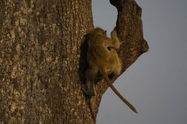 bir maymun ağaç üzerinde