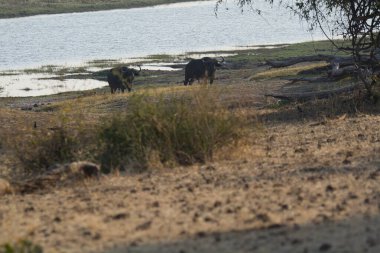 Kenya savanındaki filler