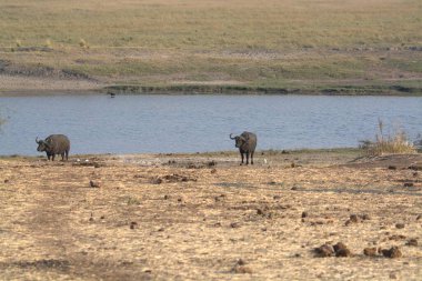 Savanadaki Afrika fili