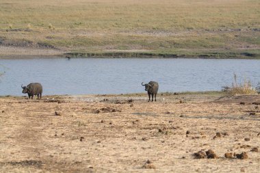 Kenya ovasında yürüyen bir fil sürüsü..
