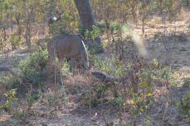 Ormandaki vahşi hayvanlar