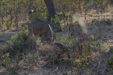 Ormanda bir geyiğin yakın çekimi.