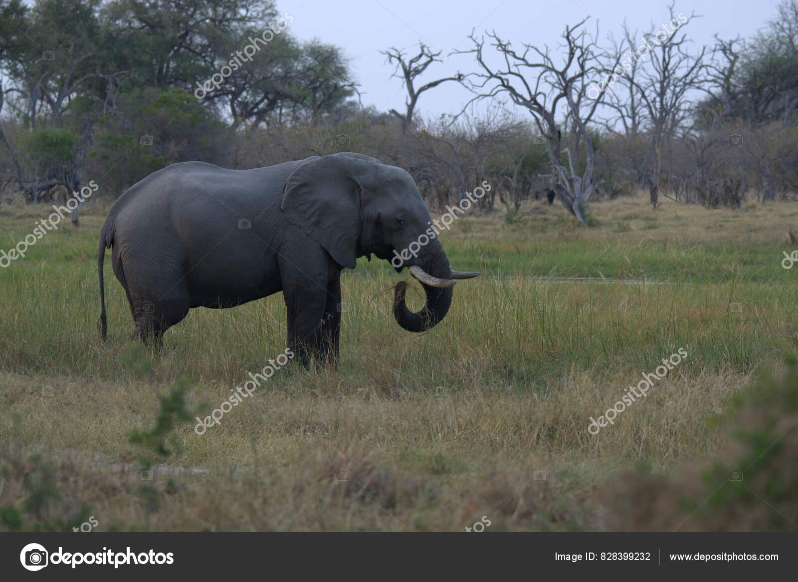 Botswana | Where to go and what to see, image size:1600x1166