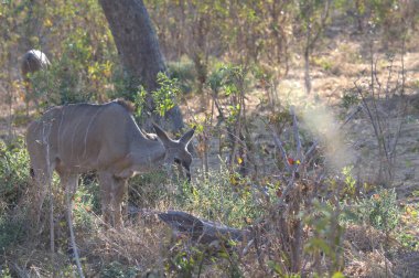 Ormandaki vahşi bir geyik