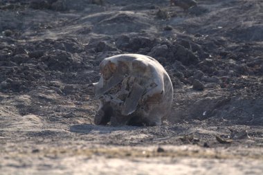 Doğada vahşi kutup ayısı, doğada kutup denizi kavramı