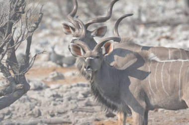 Afrika dişi zebra (cerelaphus) ulusal parkta, etosha, namibya.