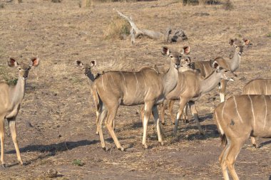 Afrika 'da vahşi bir kadu