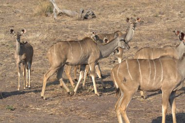 Savanadaki bir grup zebra hayvan.