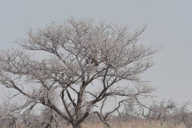 Güney Afrika 'nın güzel vahşi yaşam manzarası