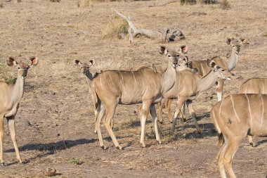 Bir grup genç geyik.