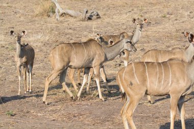 Kenya bozkırında bir grup zebra.
