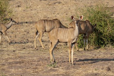 Bir erkek ve dişi kukuopes Kenya, Afrika 'da