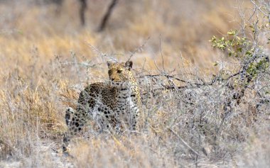 Afrika 'nın vahşi çitası hayvan konseptinde