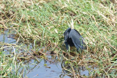 Bir kuş çimlerin üzerinde oturuyor.