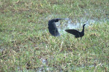 siyah balıkçıl suda