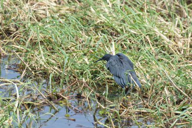 Yeşil çimlerde siyah karga