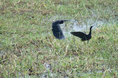 siyah balıkçıl suda