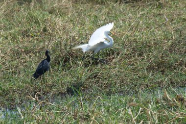 Kara balıkçıl kuşu, beyaz balıkçıl, kara balıkçıl