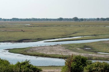 Golan adası Hollanda 'ya sızıyor.