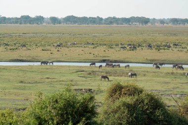 Boi nehrindeki filler, Kenya