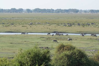 Kenya bozkırında fil sürüsü