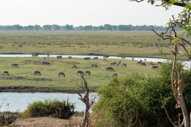 Kenya 'daki bozkırda fil sürüsü